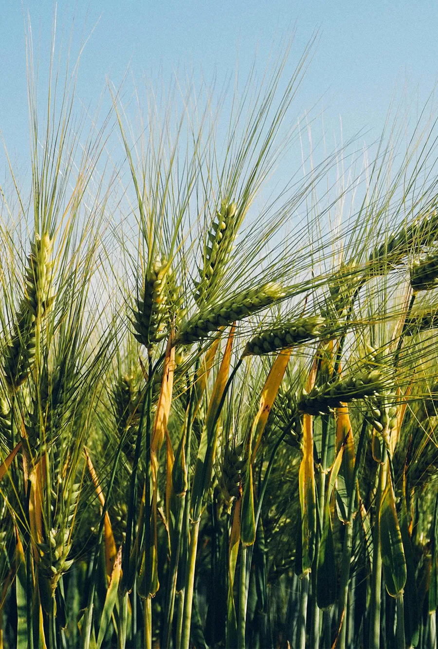 Réduction de l’empreinte carbone dans l’agriculture | AgVisor